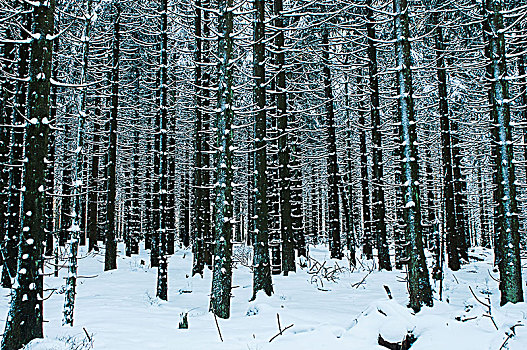 树林,树,冬季风景,布罗肯,哈尔茨山,德国