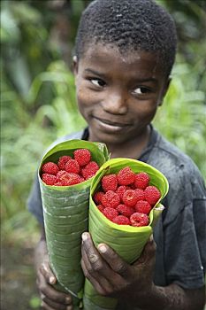 树莓,拿,叶子,玫瑰,人口,两个,山地,岛屿,海湾,新几内亚,骑跨,赤道,西部,加蓬