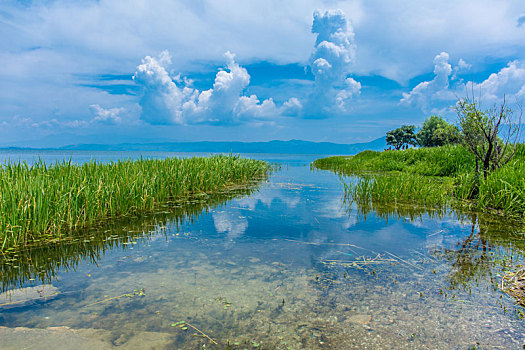 云南大理洱海海舌公园水中的树桩和水草