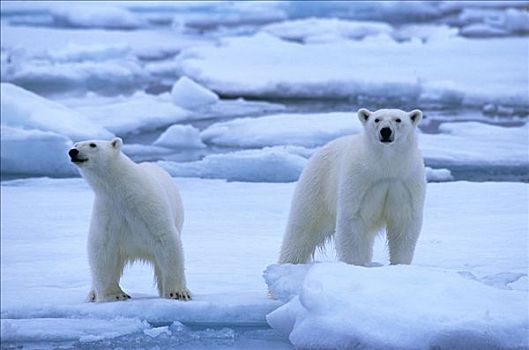 北极熊,一对,冰,斯匹次卑尔根岛