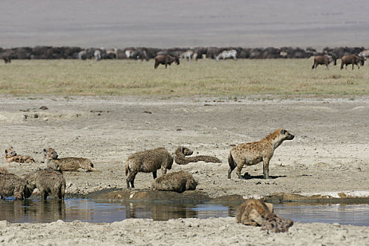 鬣狗,肯尼亚,非洲,大草原,野生动物,哺乳动物