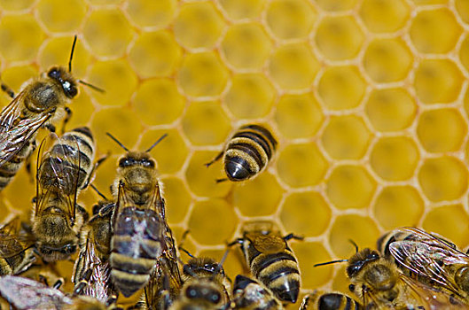 蜜蜂,蜂窝,蜂蜜,巴伐利亚,德国,欧洲