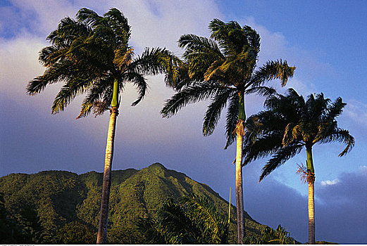 尼维斯岛,棕榈树,天空,西印度群岛