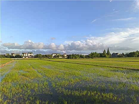 稻香人家,田园风光