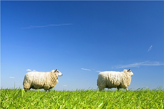 两只,羊,走,草地