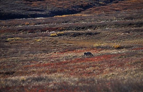 孤单,狼,德纳里峰国家公园,阿拉斯加,美国