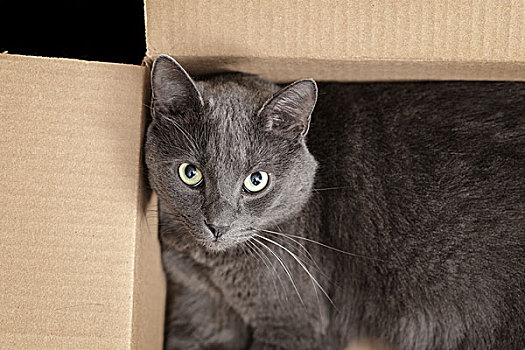 英国短毛猫,猫,盒子,漂亮,看