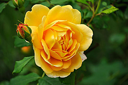 黄色,玫瑰,花,芽,梅克伦堡前波莫瑞州,德国,欧洲