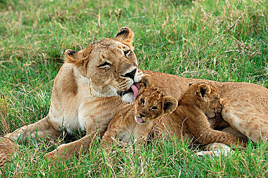 狮子,成年,女性,舔,幼兽,马赛马拉,肯尼亚,非洲