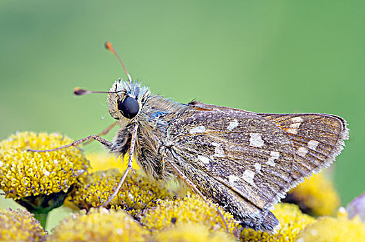 银纹多角蛱蝶,中间,生物保护区,中心,区域,萨克森安哈尔特,德国,欧洲