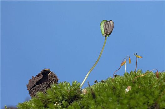 山毛榉,幼苗,北莱茵威斯特伐利亚,德国