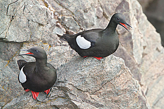 黑色,海雀,栖息,悬崖,纽芬兰,加拿大