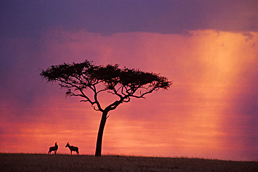 肯尼亚,马赛马拉国家公园,日落