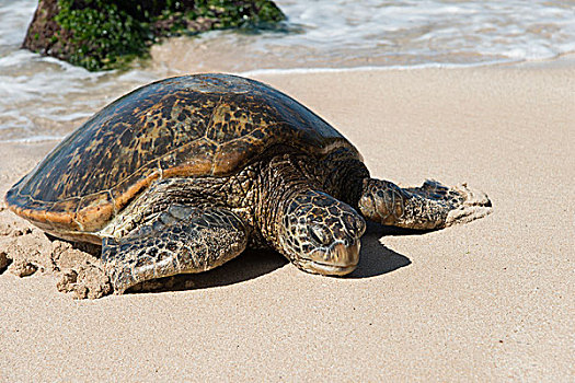 海龟,海滩,北岸,瓦胡岛,夏威夷,美国