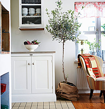 厨柜,瓷器,旁侧,小,橄榄树