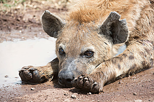 特写,斑鬣狗,卧,靠近,水池,恩戈罗恩戈罗火山口,坦桑尼亚