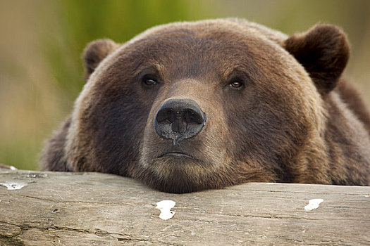 俘获,大灰熊,休息,迎面,原木,阿拉斯加野生动物保护中心,阿拉斯加