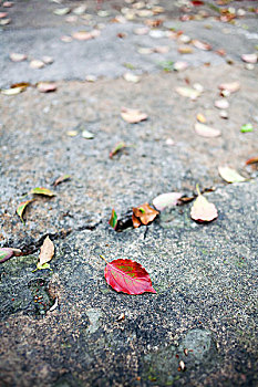 一片树叶,红色,地面,青石板