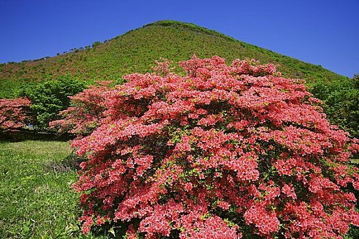 杜鹃花,公园