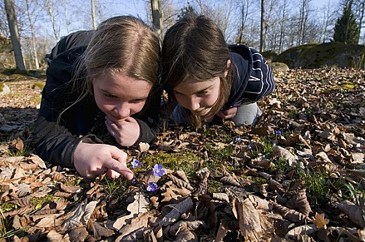斯堪的纳维亚,瑞典,史马兰,两个,女孩,6-9岁,看,蓝色,银莲花,特写
