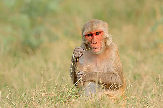 猕猴,猴子,雌性,盖奥拉迪奥,国家公园,巴拉特普尔,拉贾斯坦邦,印度,亚洲