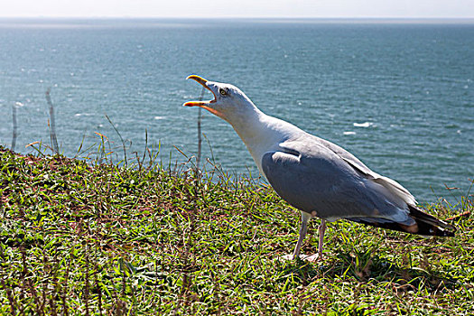 银鸥,尖叫,赫尔戈兰岛,石荷州,德国,欧洲