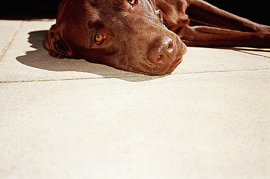 褐色,狗,卧,太阳