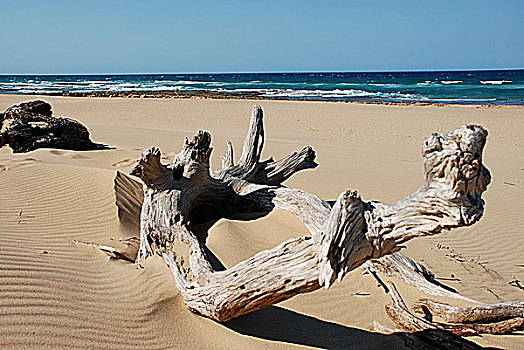 浮木,海滩,南非