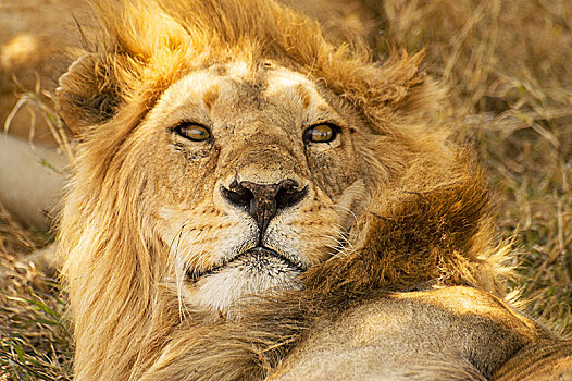 特写,头像,雄性,非洲狮,狮子,塞伦盖蒂国家公园,坦桑尼亚