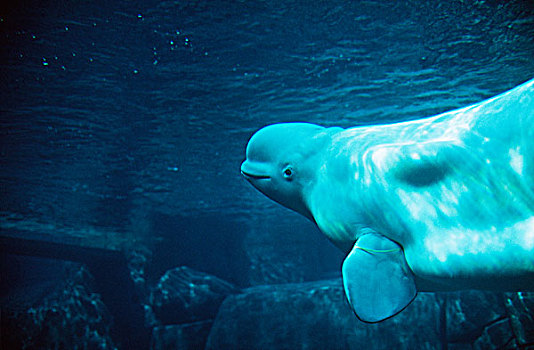 温哥华水族馆,白鲸,温哥华,不列颠哥伦比亚省,加拿大