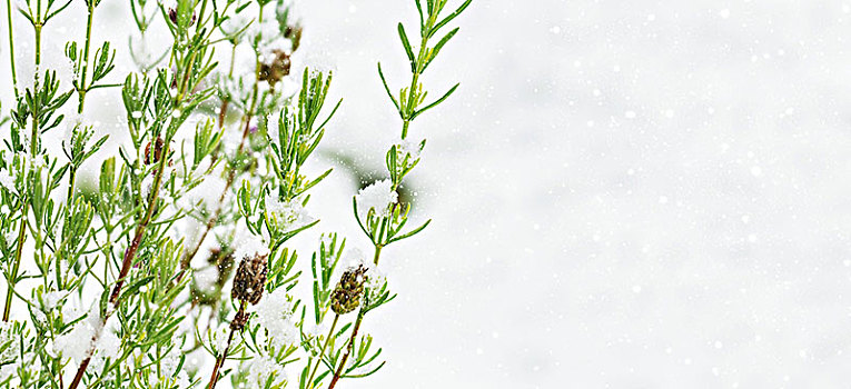 薰衣草,灌木,正面,雪,冬天,背景