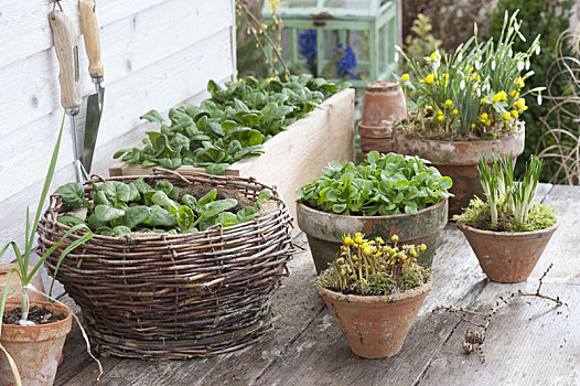 冬季蔬菜,收件箱,篮子,平台,桌子