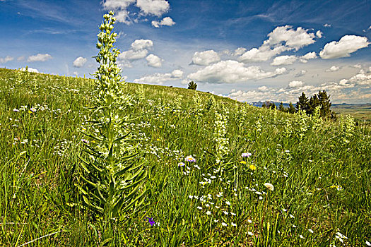 美国,蒙大拿,靠近,黄石国家公园,野花,山脊,六月