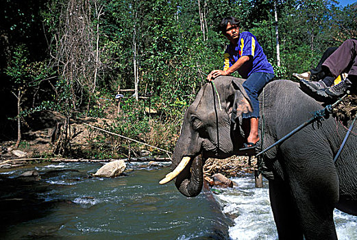 泰国,驱象者,训练,坐,亚洲象,象属,跋涉
