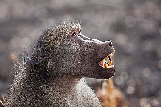 南非大狒狒,豚尾狒狒,仰视,克鲁格国家公园,南非