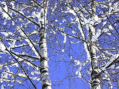 桦树,桦属,冬天