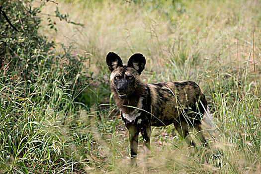 非洲野狗,非洲野犬属,高草,纳米比亚