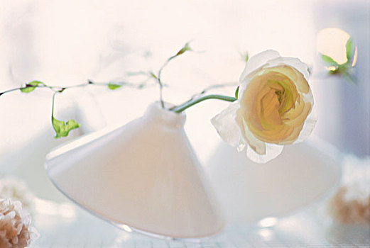 白色,毛茛属植物,锥形,花瓶