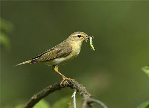 捕食