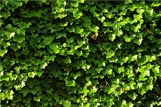 绿色,常春藤,墙壁