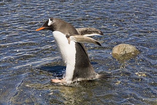 巴布亚企鹅,走,河流,金港,南乔治亚,南极海,南极
