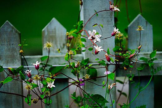 植物,栅栏