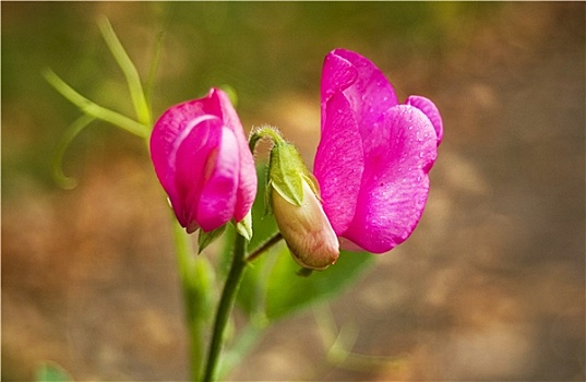 香豌豆