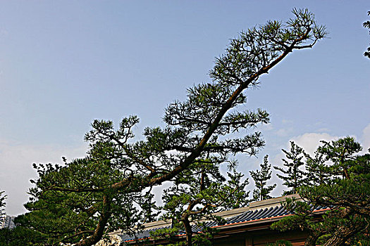 女修道院,中式花园,山,香港