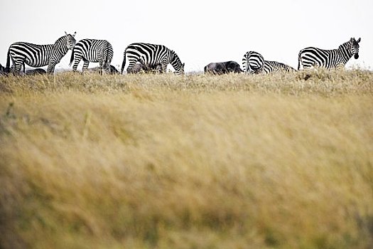 斑马,萨布鲁国家公园,肯尼亚