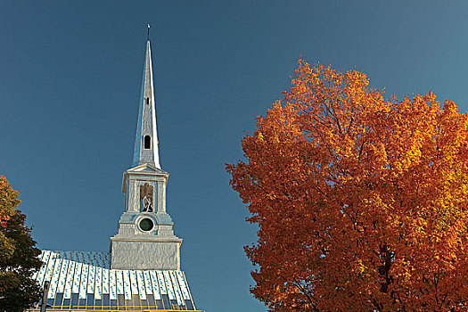 加拿大,教堂,枫树