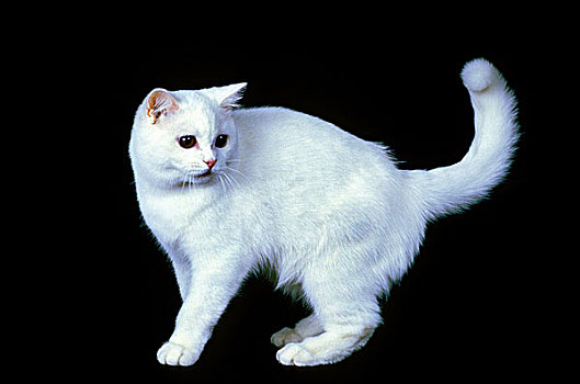 白色,英国短毛猫,家猫,成年,背影,背景