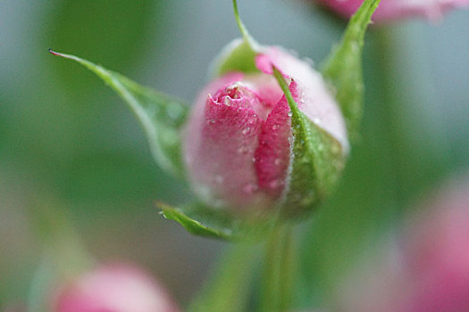 玫瑰,花语,系列之,胭脂