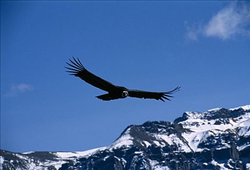 秃鹫,柯卡谷,秘鲁,南美