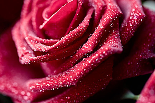 特写,红玫瑰,花,粉色